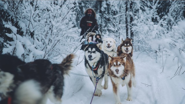 Visit Fairbanks Malamute Dog Sledding Tour with Transportation in north pole