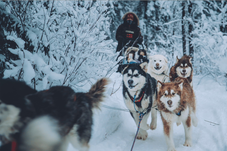 Fairbanks: Passeio de trenó puxado por cães com transporte