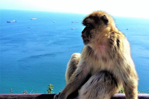 From Marbella: Guided Private Trip to Gibraltar and Estepona