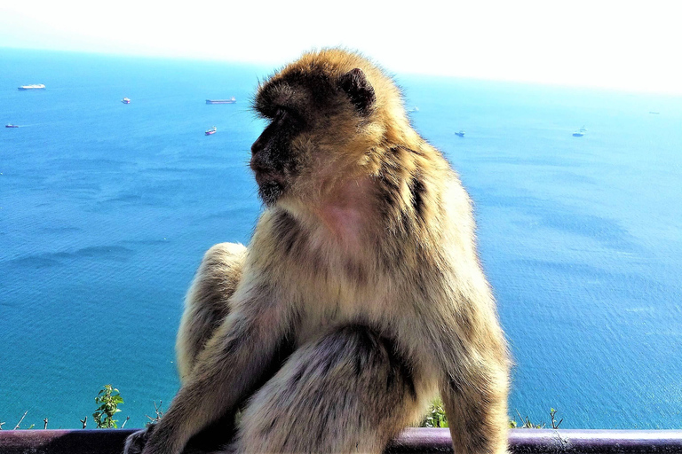 Von Marbella aus: Gibraltar und Estepona private Tour