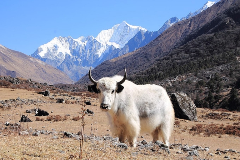 Langtang Valley Trek-10 Days with Lodging & Guide, Porter