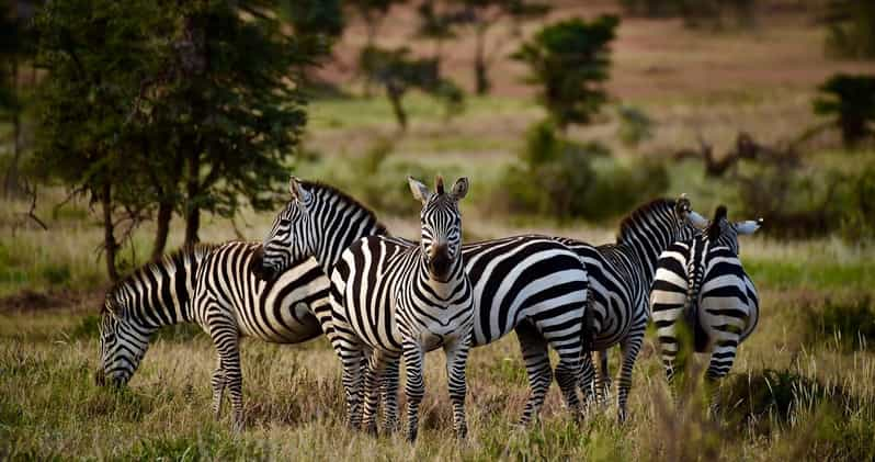 4 Days Maasai Mara And Lake Nakuru Safari Adventure Getyourguide