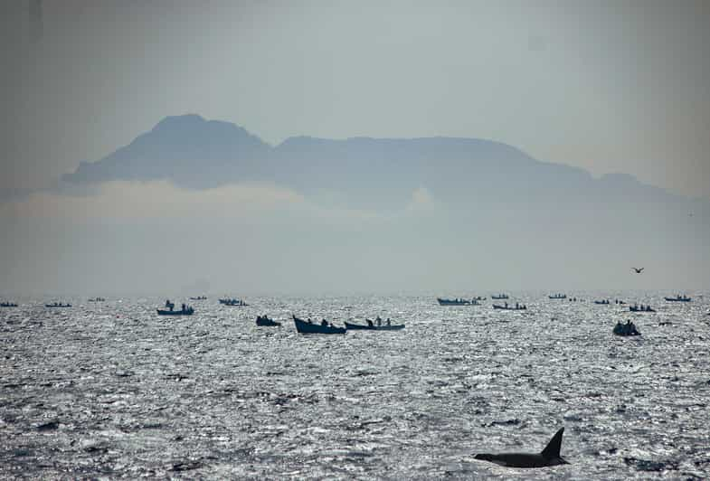 Tarifa: Dolphin & Whale Watching In The Strait Of Gibraltar | GetYourGuide