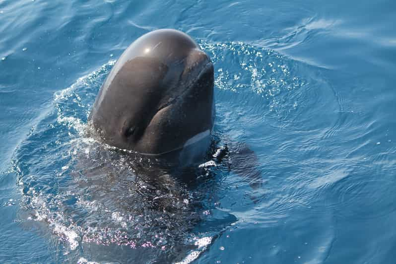 Tarifa: Whale & Dolphin Watching In The Strait Of Gibraltar | GetYourGuide