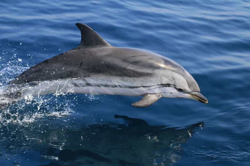 whale tour gibraltar