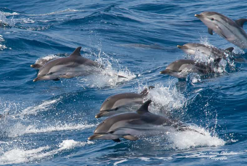 Tarifa: Whale & Dolphin Watching In The Strait Of Gibraltar | GetYourGuide