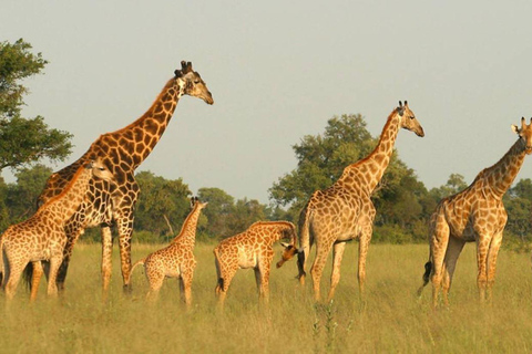 Medio día en la Reserva de Caza de Tala y el Parque de los Leones de Natal desde Durban