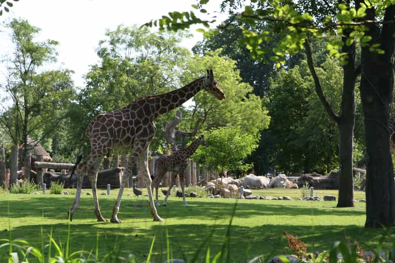 Copenhagen: Copenhagen Zoo Entry Ticket | GetYourGuide