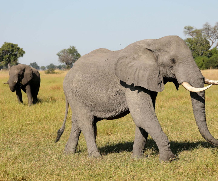 Chobe gita di un giorno intero