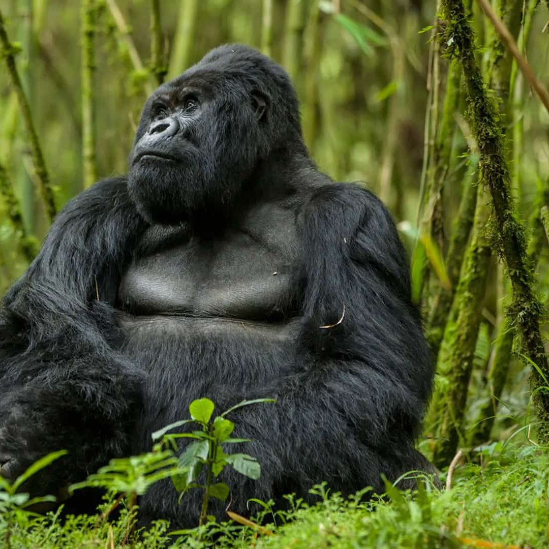 【在庫あり】 キガリ：6日間のマウンテン ゴリラ、野生動物、チンパンジー 自然、風景