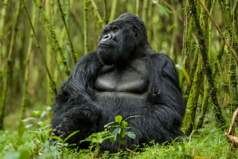6-dniowa wędrówka z gorylami, dziką przyrodą i szympansami