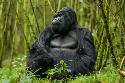 Kigali: 6-Day Mountain Gorilla, Wildlife and Chimpanzee Trek