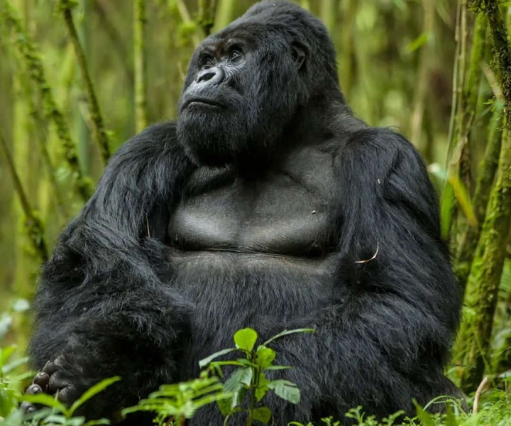 Kigali: 6-Day Mountain Gorilla, Wildlife and Chimpanzee Trek