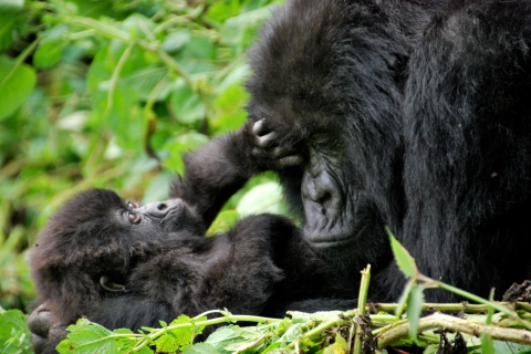 6-daagse trektocht door gorilla's, dieren in het wild en chimpansees