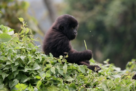 6-daagse trektocht door gorilla's, dieren in het wild en chimpansees
