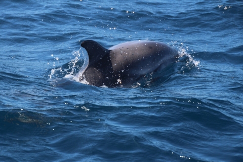 Z Costa del Sol: Gibraltar z obserwacją delfinów łodziąZ centrum Malagi