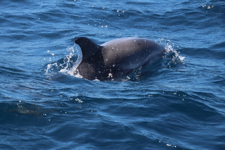Z Costa del Sol: Gibraltar z obserwacją delfinów łodziąZ Benalmadeny (Plaza Solymar)