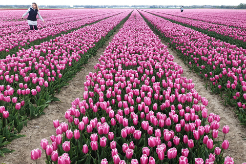 Z Amsterdamu: Tulip Tour Keukenhof & Wycieczka po mieście DelftZ Amsterdamu: Wycieczka po tulipanach Keukenhof i zwiedzanie miasta Delft