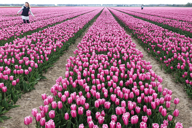 Da Amsterdam: Tour dei tulipani Keukenhof e tour della città di Delft