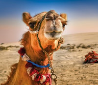 Tarifa, Tangier Day Trip by Ferry with Lunch & Tour Guide - Housity