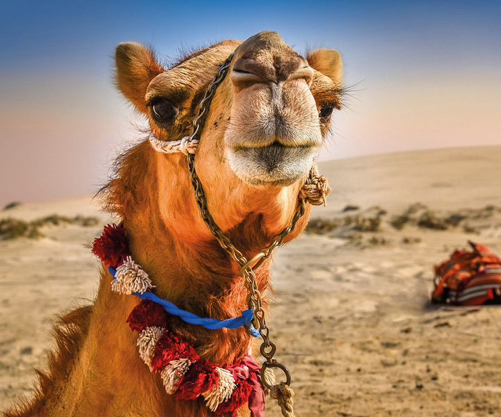 Tarifa: Tangier Day Trip by Ferry with Lunch & Tour Guide