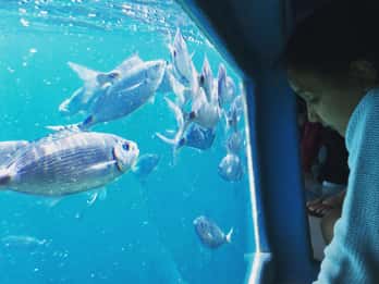 Roses: Cruise to Cala Murtra with Underwater Views
