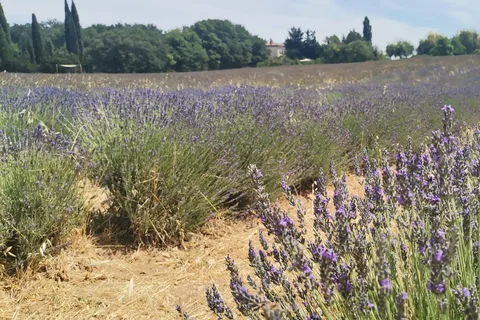 From Marseille: Customizable Private Day Tour of Provence