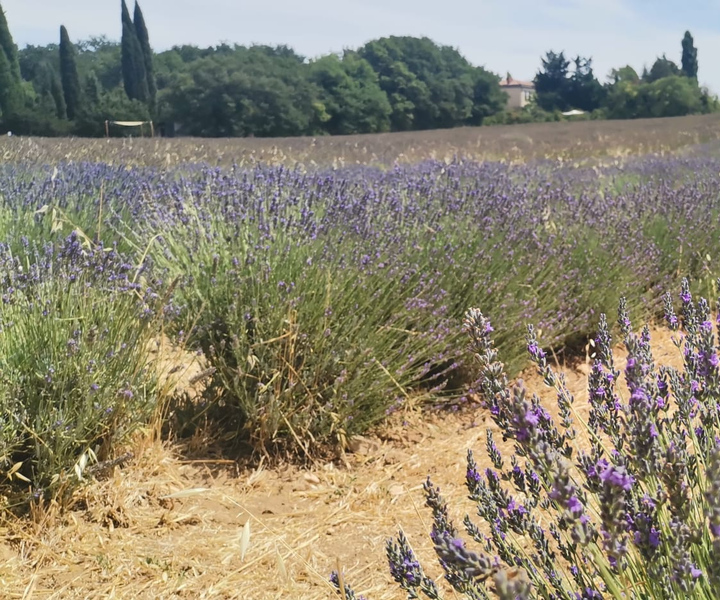 From Marseille: Customizable Private Day Tour of Provence