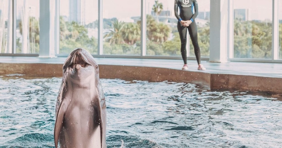 Clearwater EcoCertified Marine Aquarium General Admission GetYourGuide