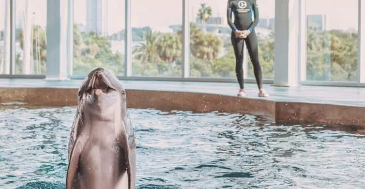 How Dolphins Play With and Carry Objects in the Wild - Clearwater Marine  Aquarium