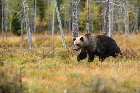 Z Banff: wschód słońca nad jeziorem Moraine i jeziorem Louise