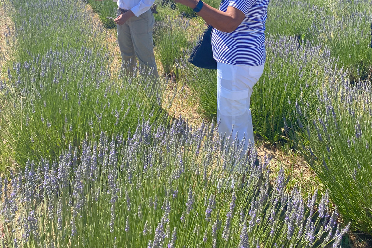 Sacramento: Excursión a la Granja del Valle de Capay con Comida y Vino