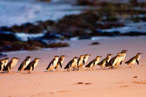Melbourne: Phillip Island Wine, Wildlife en Penguins Tour