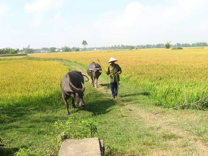 From Hoi An HalfDay Tra Que Vegetable Village Bike Tour GetYourGuide