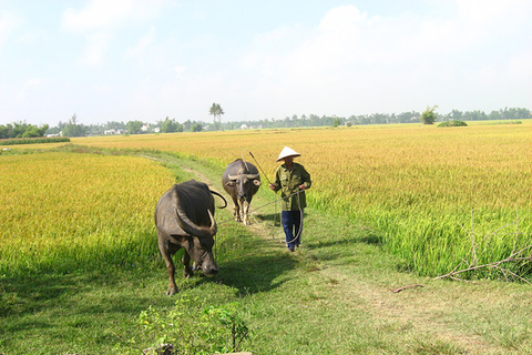 De Hoi An: Passeio de bicicleta de meio dia pela vila de vegetais de Tra Queexcursão em grupo