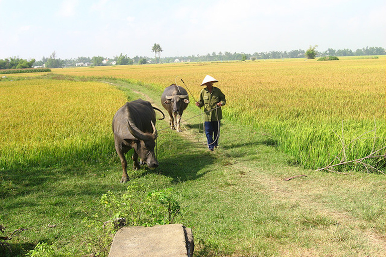 Tra Que-dorp van een halve dag vanuit Hoi AnHalve dag Tra Que Village vanuit Hoi An