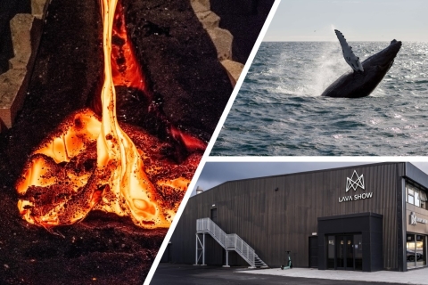 Reikiavik: Avistamiento de Ballenas en la Bahía de Faxaflói y Espectáculo de Lava en Vivo