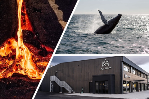 Reykjavik: Whale Watching in Faxaflói Bay & Live Lava Show