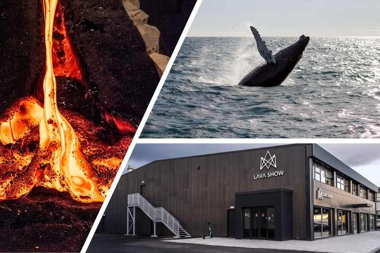 Reykjavik: Whale Watching in Faxaflói Bay &amp; Live Lava Show