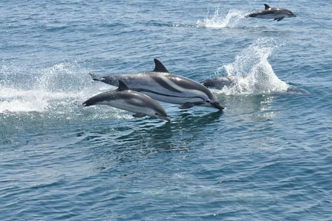 Från Costa del Sol: Gibraltar Dolphin Watching by Boat