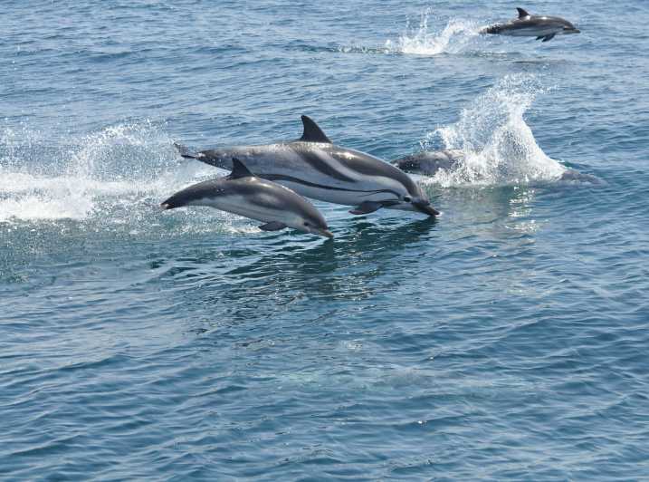 Von der Costa del Sol: Gibraltar Delfinbeobachtung mit dem Boot