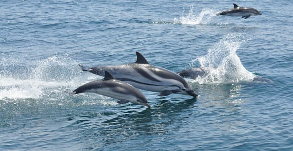 From Costa del Sol: Gibraltar Dolphin Watching by Boat