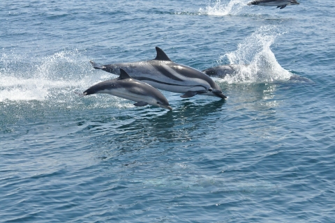 From Costa del Sol: Gibraltar with dolphin watching by boat From Torremolinos (Hotel Puente Real)
