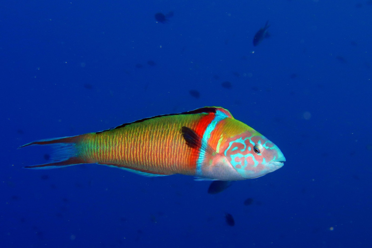 Puerto del Carmen: Prueba el submarinismo con 1 inmersiónPuerto del Carmen: bautizo de buceo Try Scuba con 1 inmersión