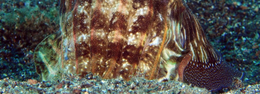 Puerto del Carmen : initiation à la plongée sous-marine