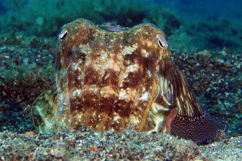 Puerto del Carmen: Prueba el submarinismo con 1 inmersiónPuerto del Carmen: bautizo de buceo Try Scuba con 1 inmersión