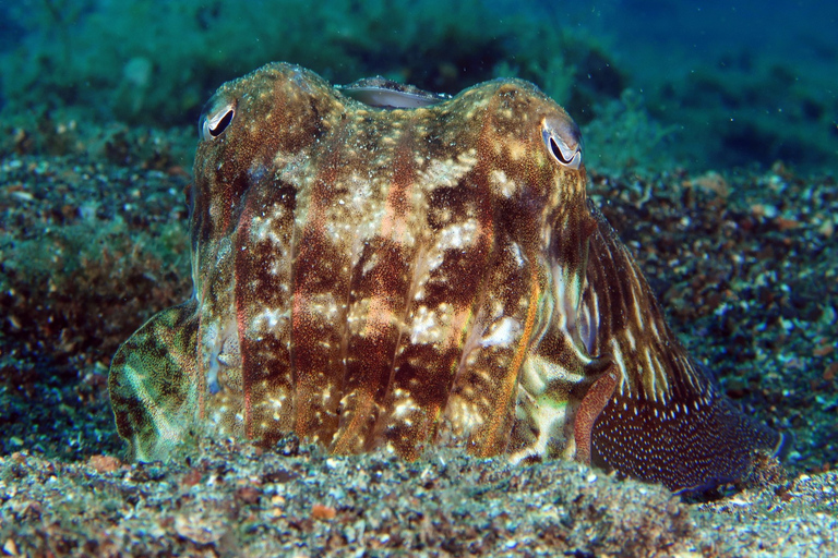 Puerto del Carmen: Try Scuba Diving with 1 Dive