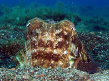 Puerto del Carmen: Try Scuba Diving – 1 Dive for Beginners