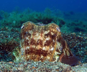 Puerto del Carmen: Try Scuba Diving with 1 Dive