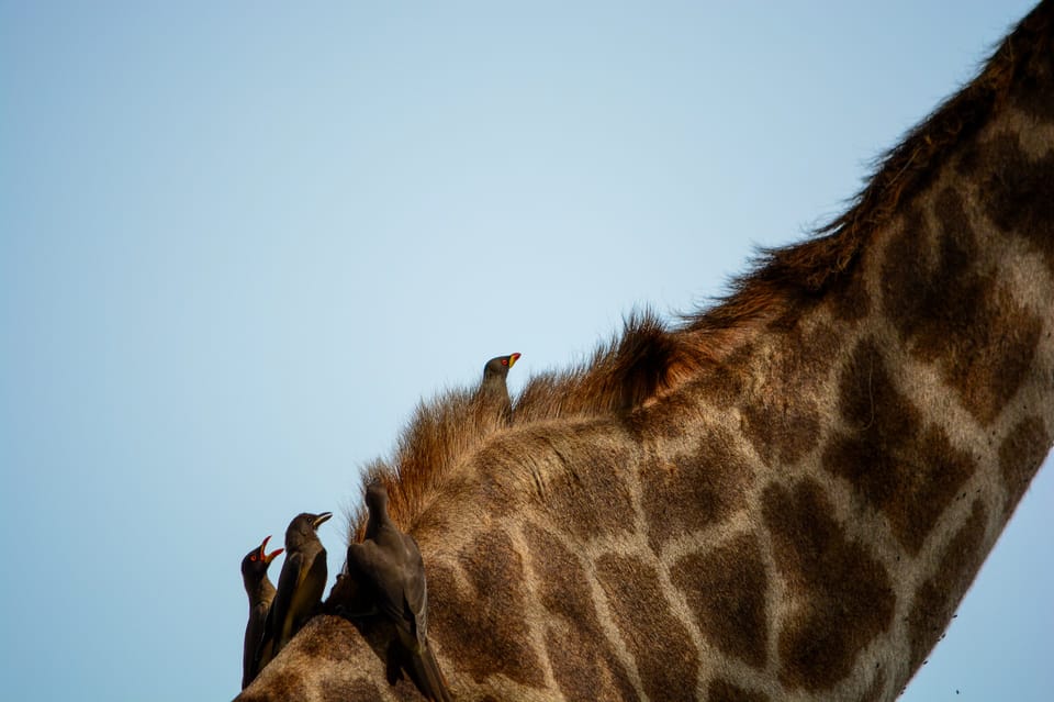 Da Arusha Escursione Di Un Giorno Al Parco Nazionale Di Arusha